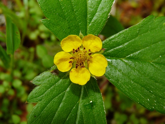 {Potentilla indica}